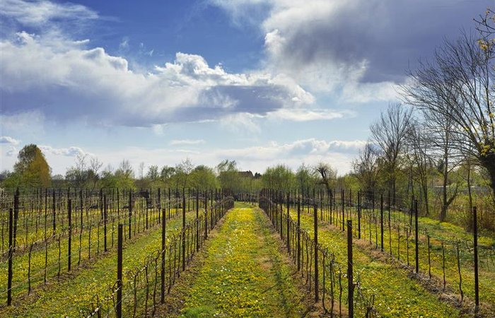 SDIM7833-Zoppè di San Vendemmiano Vigneto primaverile 5-Aprile 2021