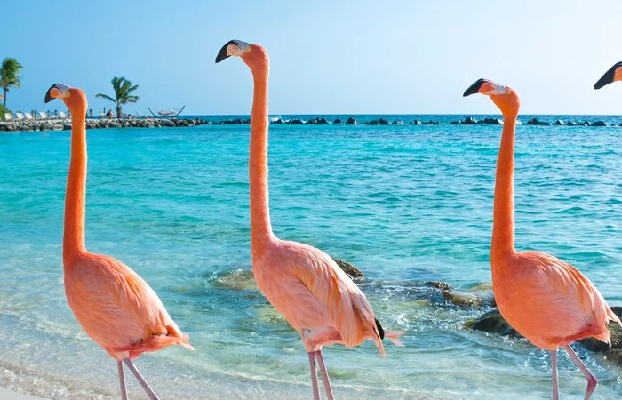 aruba.jpg